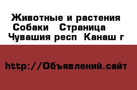 Животные и растения Собаки - Страница 2 . Чувашия респ.,Канаш г.